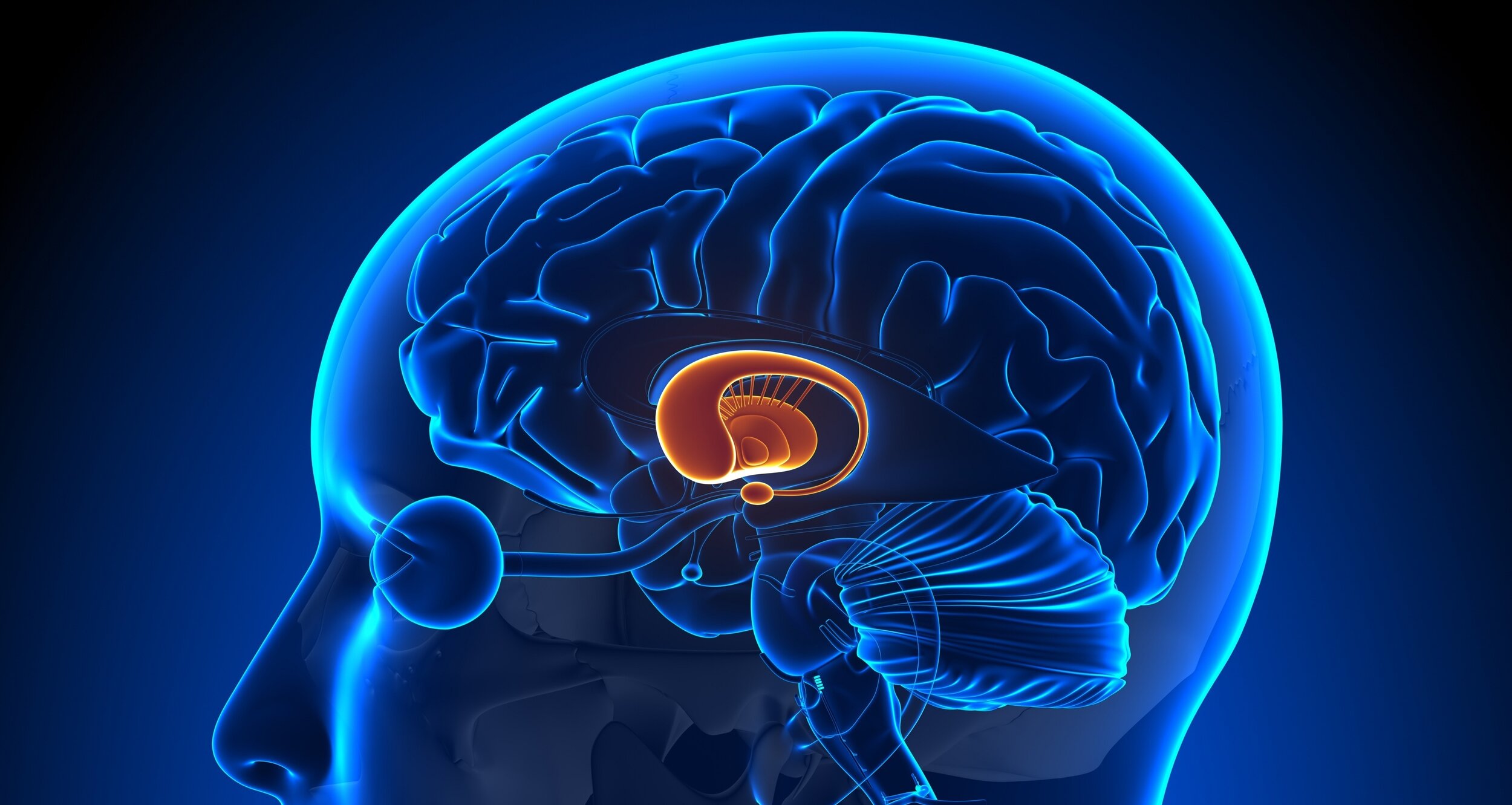 Basal Ganglia in Brain